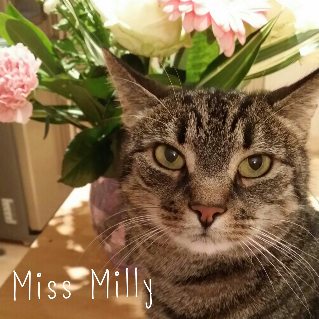 Milly the Cat