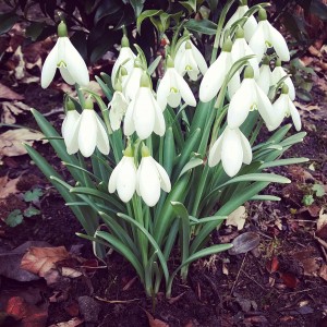 Snowdrops in Denzell Gardens Altrincham