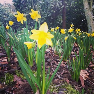 Daffodils in Denzell Gardens Altrincham
