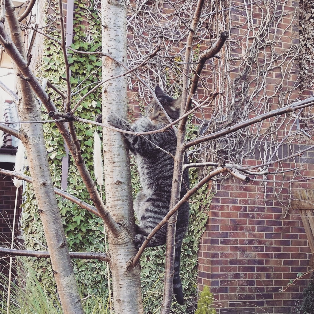 Milly Up To Mischief Up A Tree